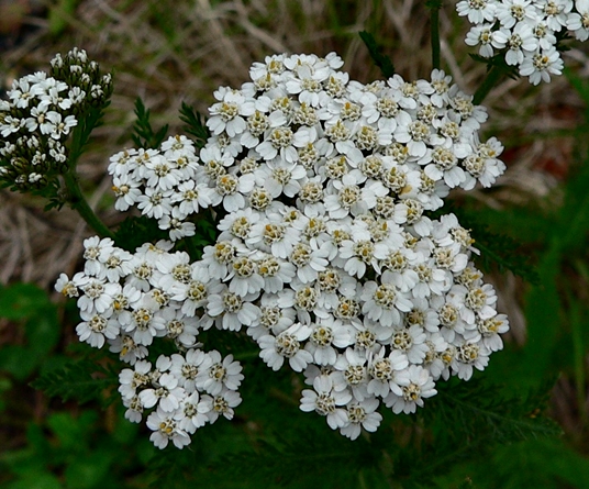 {Achillea borealis}